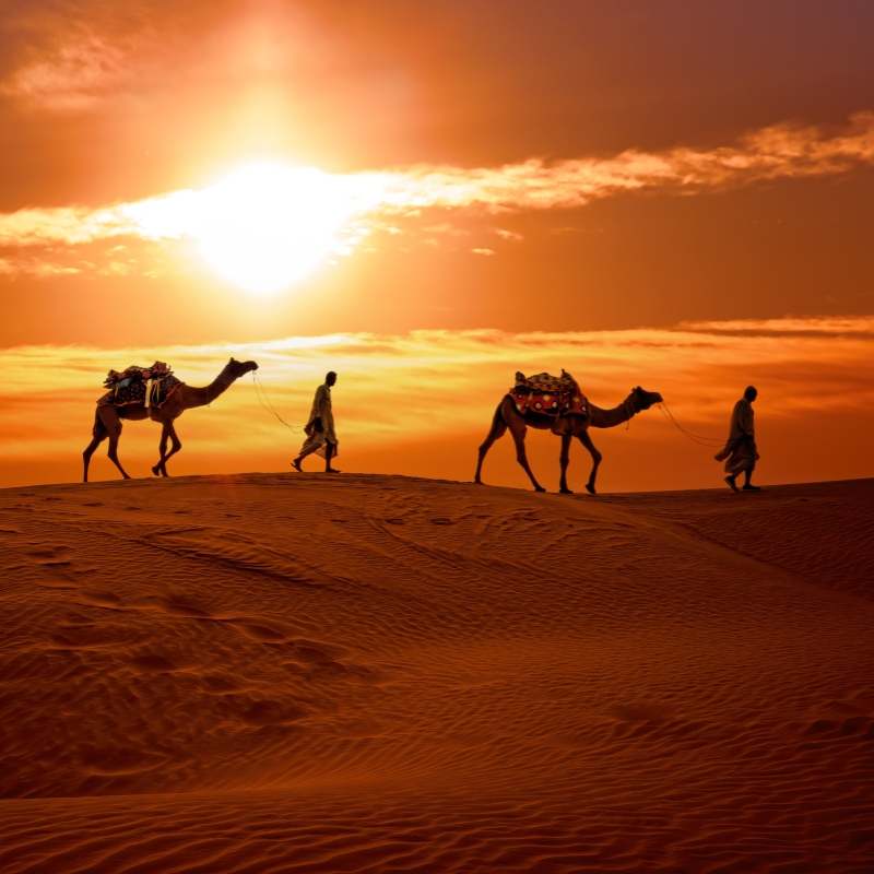 camel safari